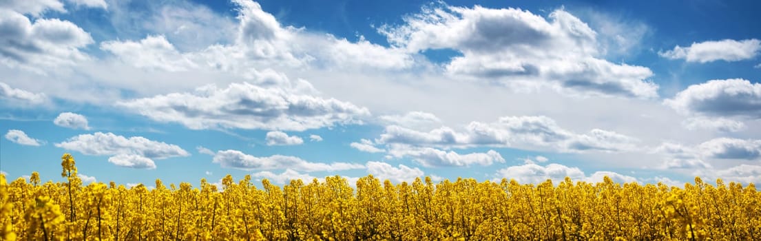 yellow rapeseed field panorama with beautiul sky