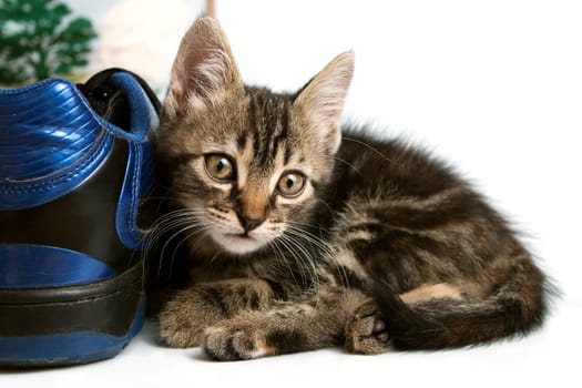 cute gray striped kitten playing with a boot