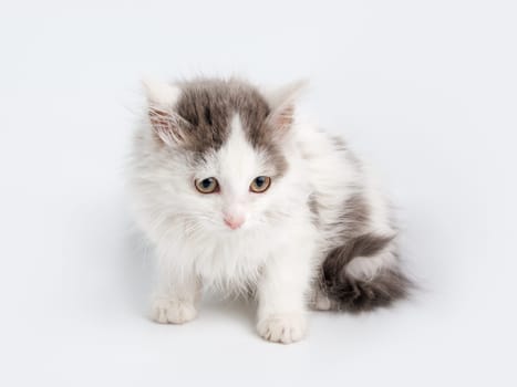 cute gray white kitten sitting on white background