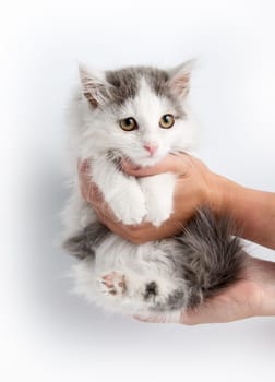 cute gray striped kitten playing with a boot