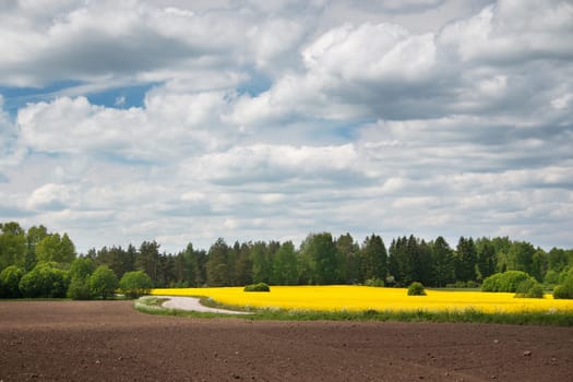 yellow rapeseed field with beautiul cloudy sky