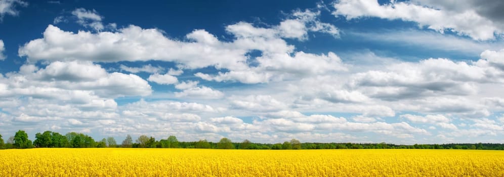 yellow rapeseed field panorama with beautiul sky