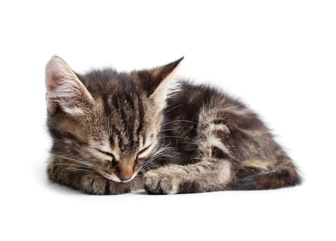 striped little kitten sleeping isolated on white background