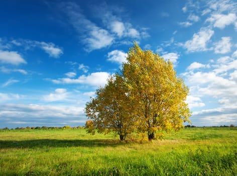 Lonely maple with multicolored leaves on the field