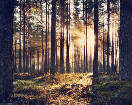 Coniferous forest with morning sun shining in the morning
