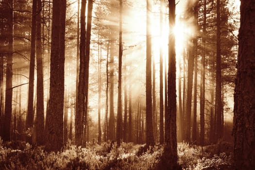 Coniferous forest with morning sun shining in the morning