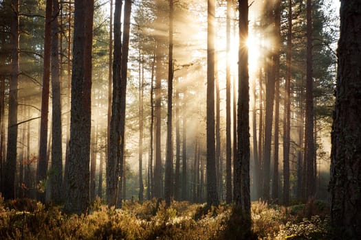 Coniferous forest with morning sun shining in the morning