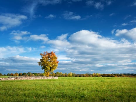 Lonely maple with multicolored leaves on the field
