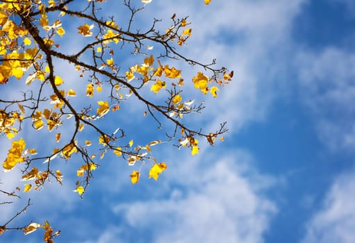 yellow maple leaves in autumn on blue sky background