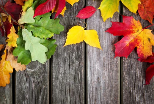 Multicolored leaves on old weathered wooden background