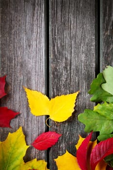 Multicolored leaves on old weathered wooden background
