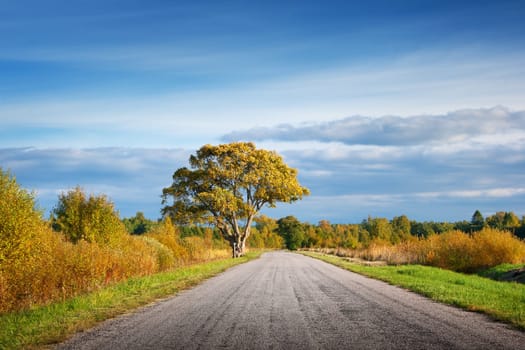 Elm tree on the road side in autumn