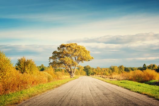 Elm tree on the road side in autumn