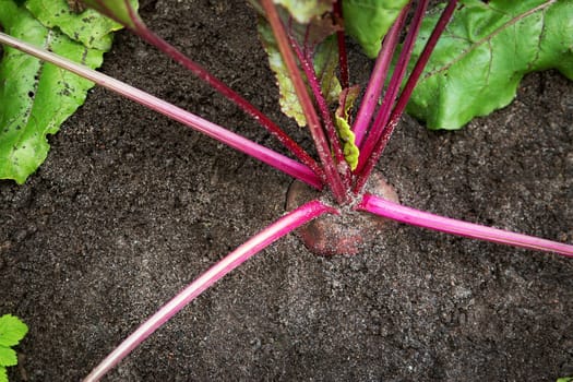 Ripe red beetroot laying on the ground