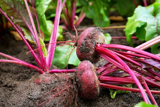 Ripe red beetroot laying on the ground