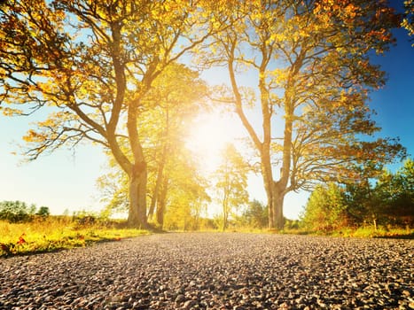 beautiful trees on the road side in autumn
