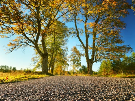 beautiful trees on the road side in autumn
