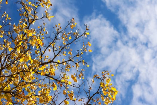 yellow maple leaves in autumn on blue sky background
