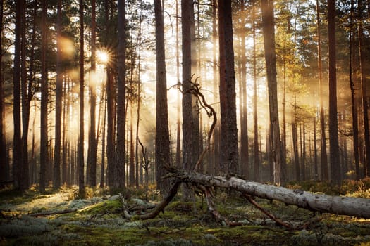 Coniferous forest with morning sun shining in the morning