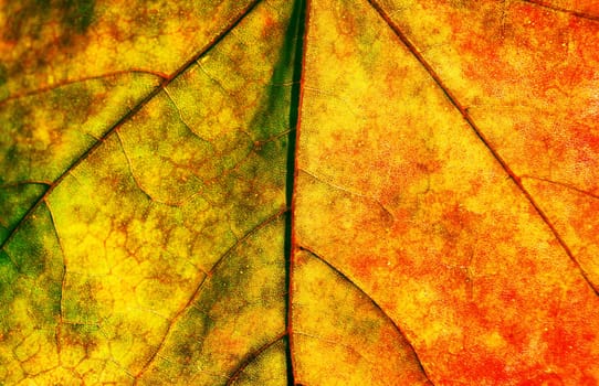 autumn maple leave closeup with colourful texture