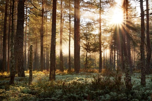Coniferous forest with morning sun shining in the morning