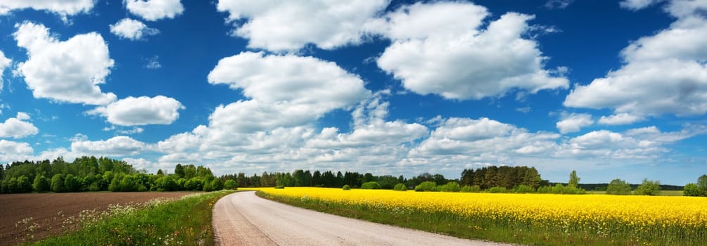 Asphalt road near a field with beautiful rapeseed flowers