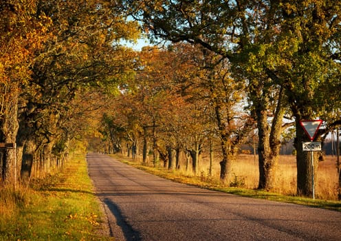 old asphalt road with beautiful trees on the sides in autumn