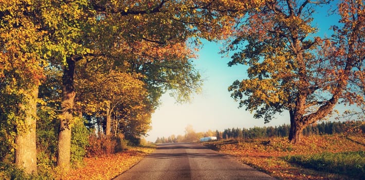 old asphalt road with beautiful trees on the sides in autumn