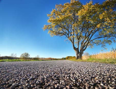 Elm tree on the road side in autumn