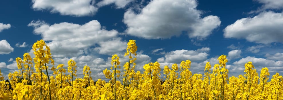 yellow rapeseed field panorama with beautiul sky