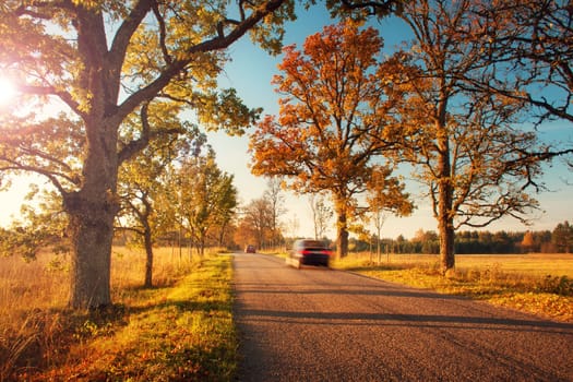 old asphalt road with beautiful trees on the sides in autumn