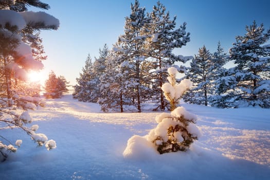 Beautiful tree in winter landscape in late evening