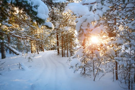 small path among trees covered with snow in the forest