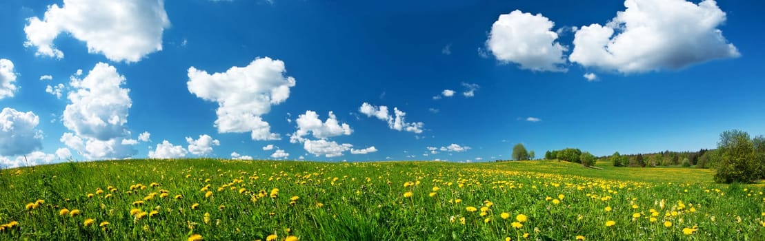 Green field with yellow dandelions and blue sky