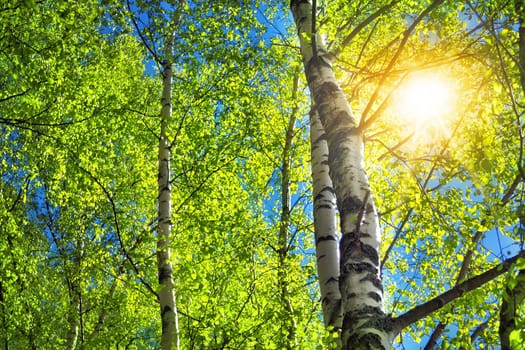birch tree foliage in morning light with sunlight