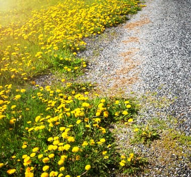 Car moving on country road at field with dandelions