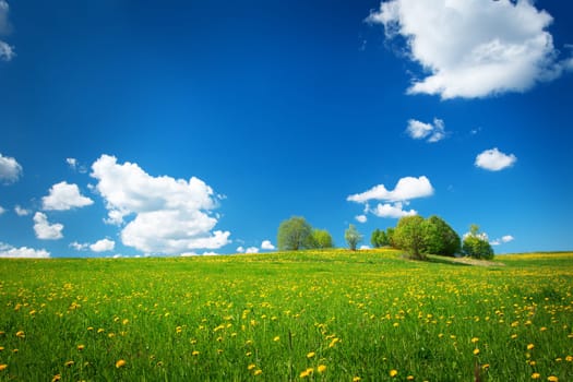 Field with yellow dandelions and blue sky