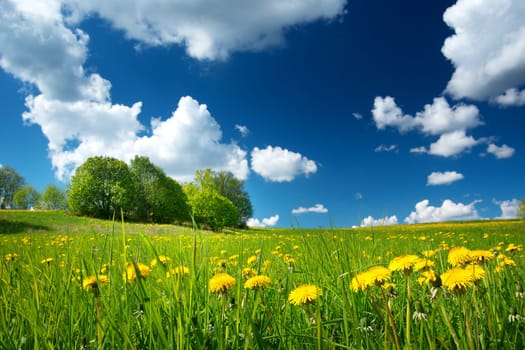 Field with yellow dandelions and blue sky