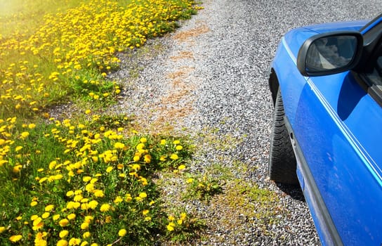 Car moving on country road at field with dandelions