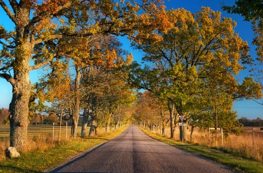 old asphalt road with beautiful trees on the sides in autumn