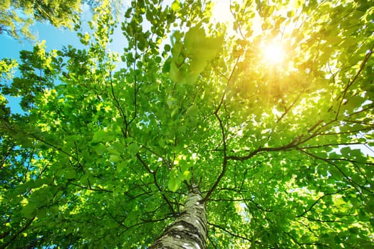 birch tree foliage in morning light with sunlight