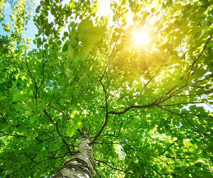 birch tree foliage in morning light with sunlight