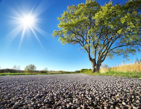 Elm tree on the road side in summer