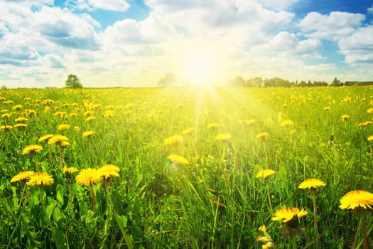 Field with yellow dandelions and blue sky