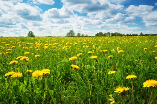Field with yellow dandelions and blue sky