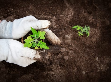Hands putting tomato seedling into the soil