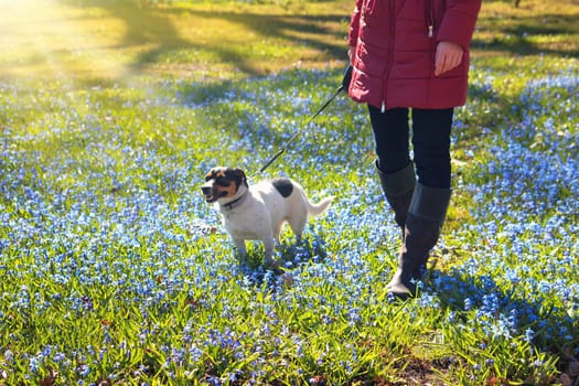 Young woman walking with a dog in park in beautiful spring morning