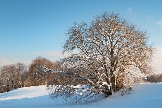 Tree in winter landscape on sunny day
