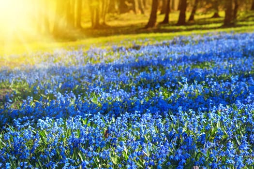 view to spring flowers in the park. Beautiful morning with sunshine