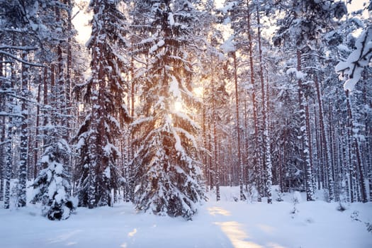 Pine and Fir tree forest covered with snow in beautiful morning light in the winter